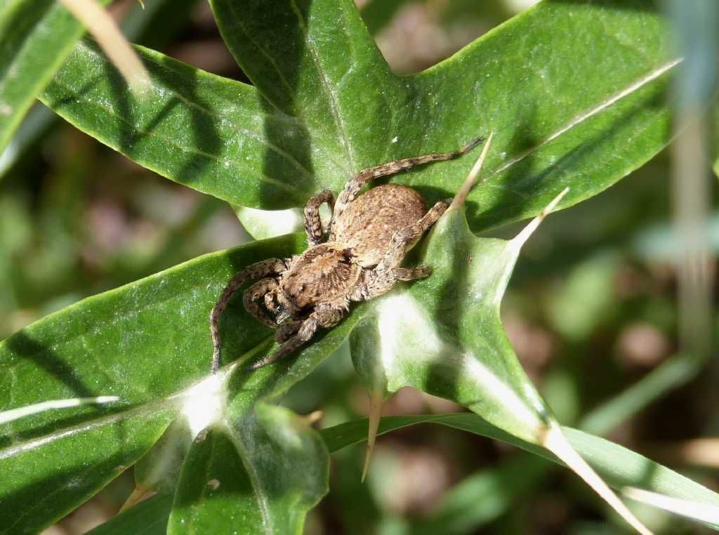 Lycosidae da identificare